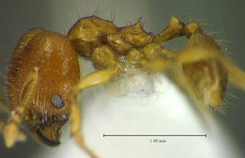 Media type: image; Entomology 35163   Aspect: habitus lateral view